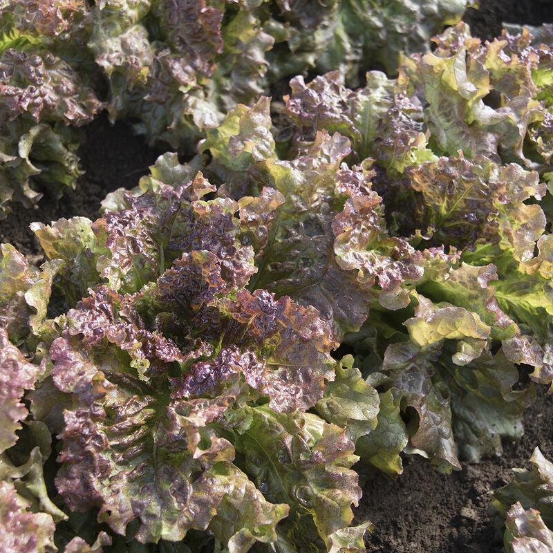 New Red Fire
Organic Lettuce Seed