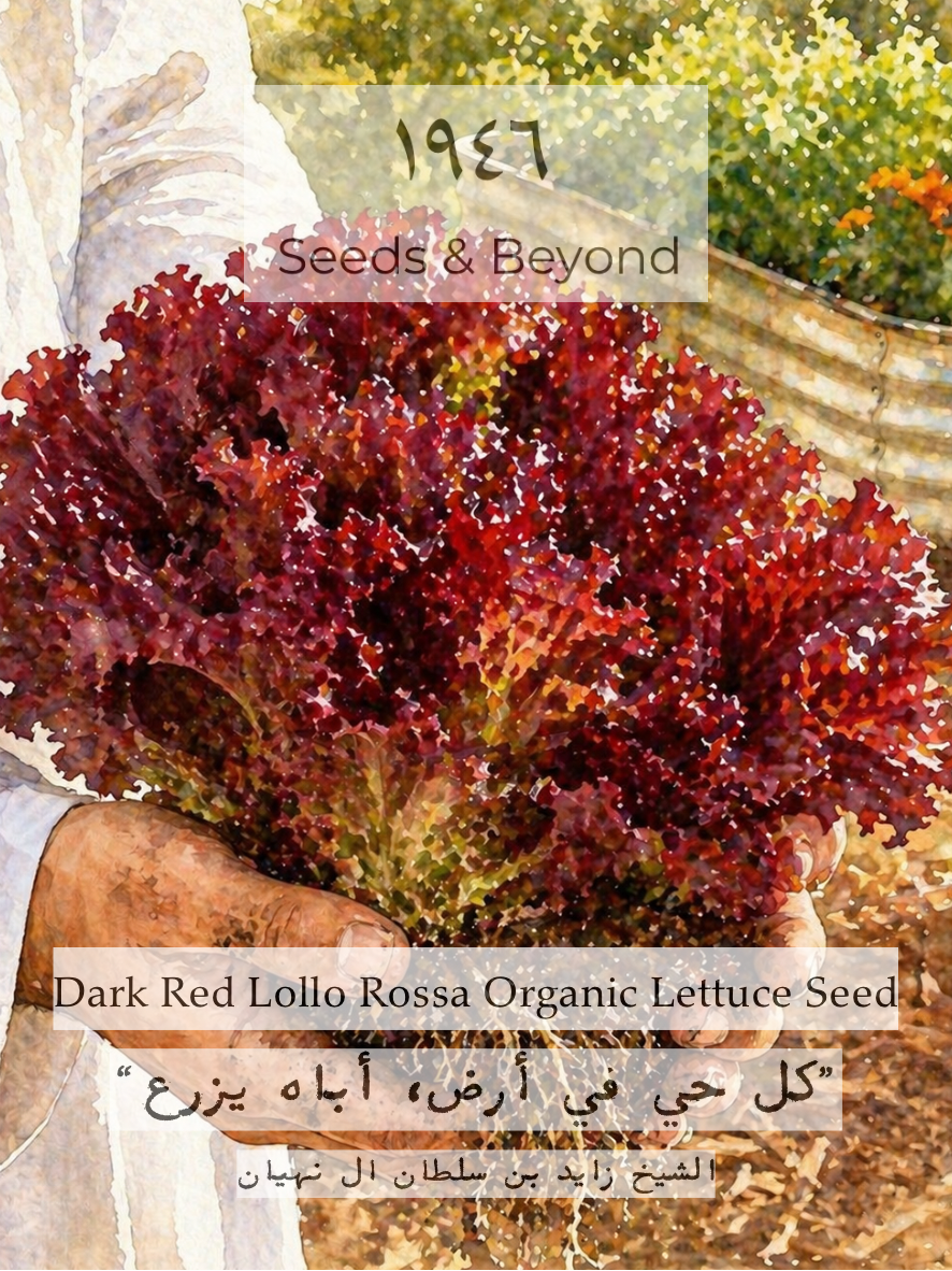 Dark Red Lollo Rossa
Organic Lettuce Seed