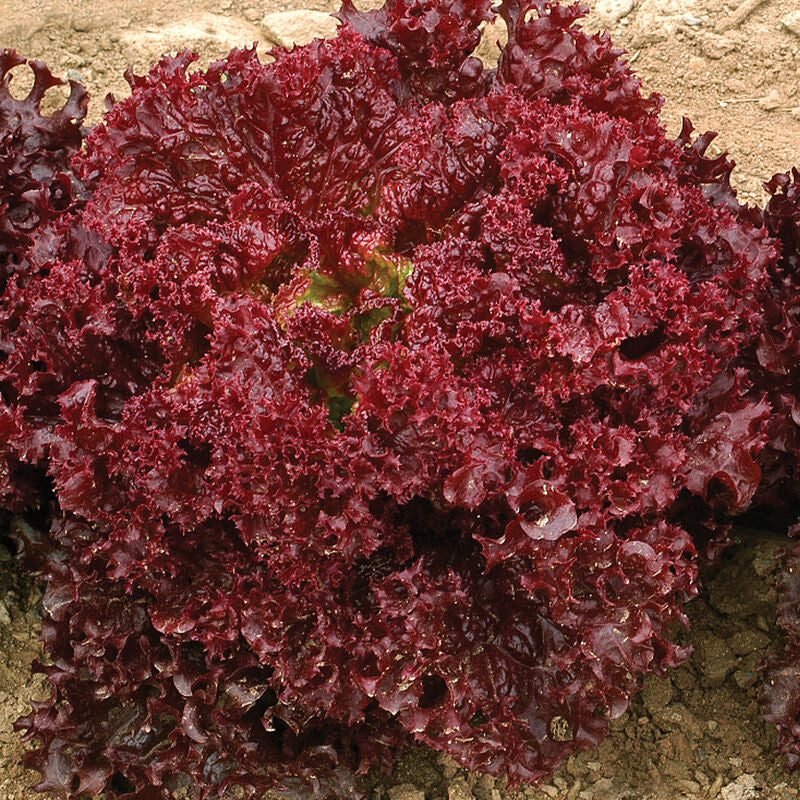 Dark Red Lollo Rossa
Organic Lettuce Seed
