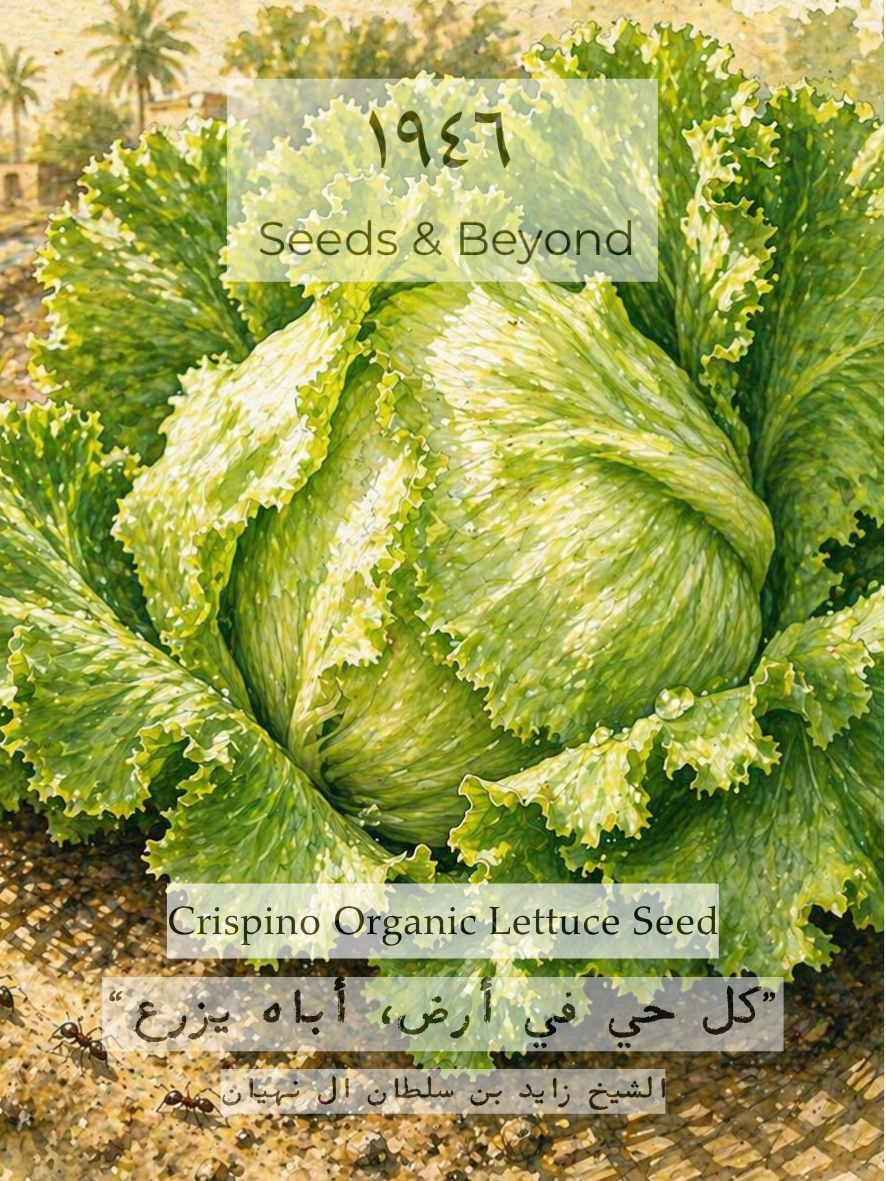 Crispino
Organic Lettuce Seed
