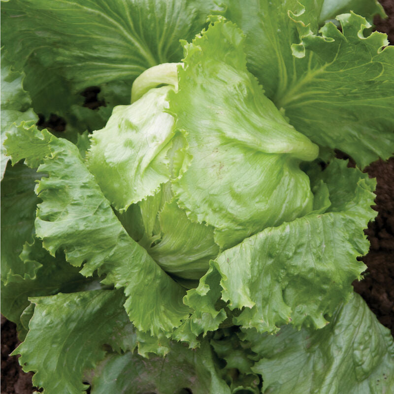 Crispino
Organic Lettuce Seed