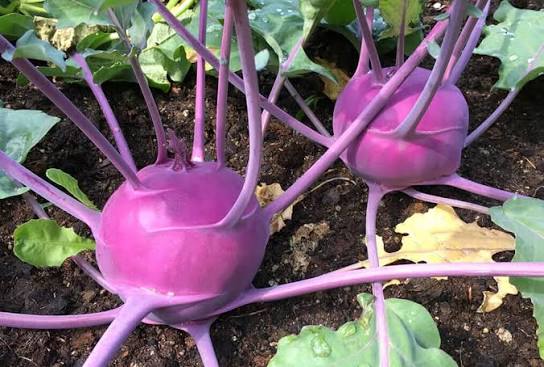 Early Purple Vienna Kohlrabi