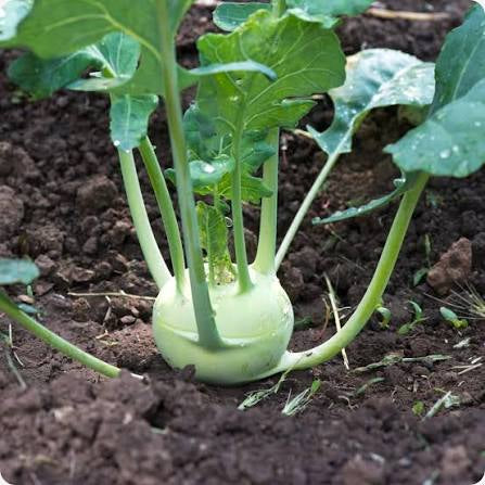 Early white Vienna Kohlrabi Seed