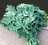 White Russian Kale