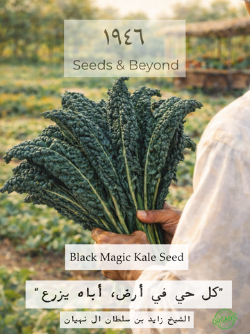 Black Magic Kale