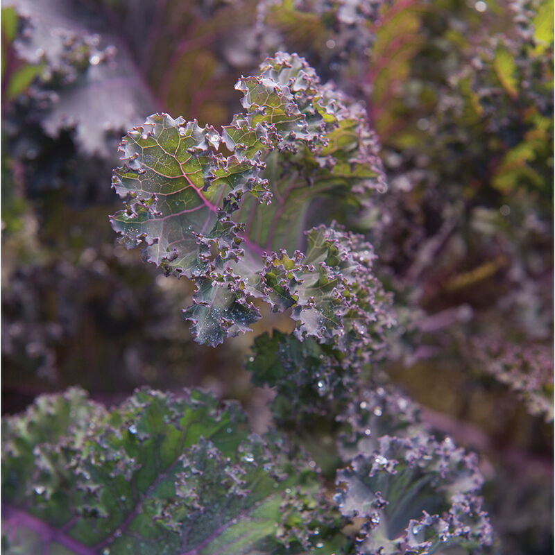Scarlet Kale