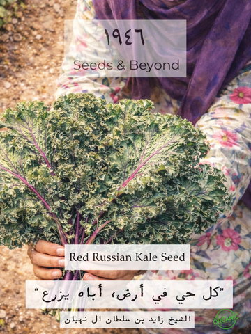 Red Russian Kale