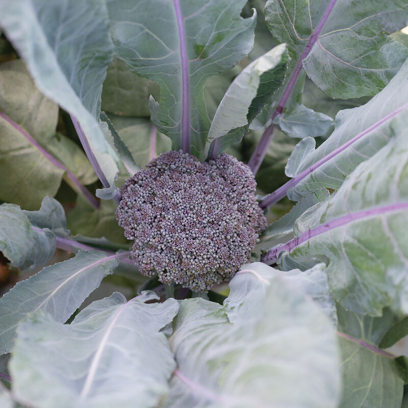 Purple Magic
(F1) Broccoli Seed