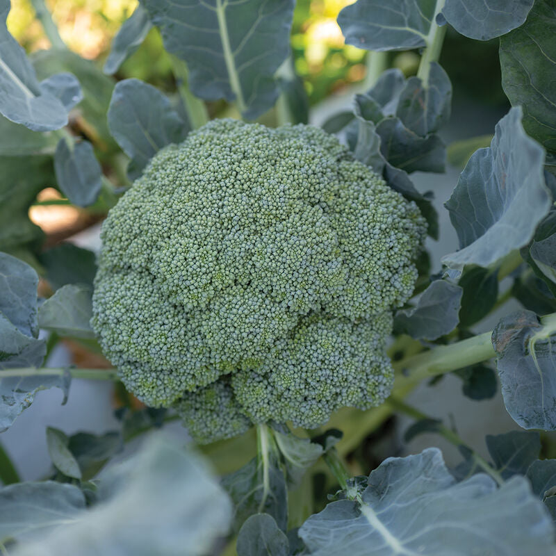 Emerald Crown
(F1) Broccoli Seed