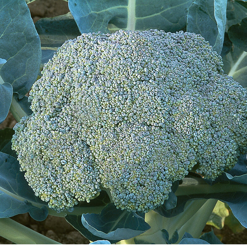 Gypsy
(F1) Broccoli Seed