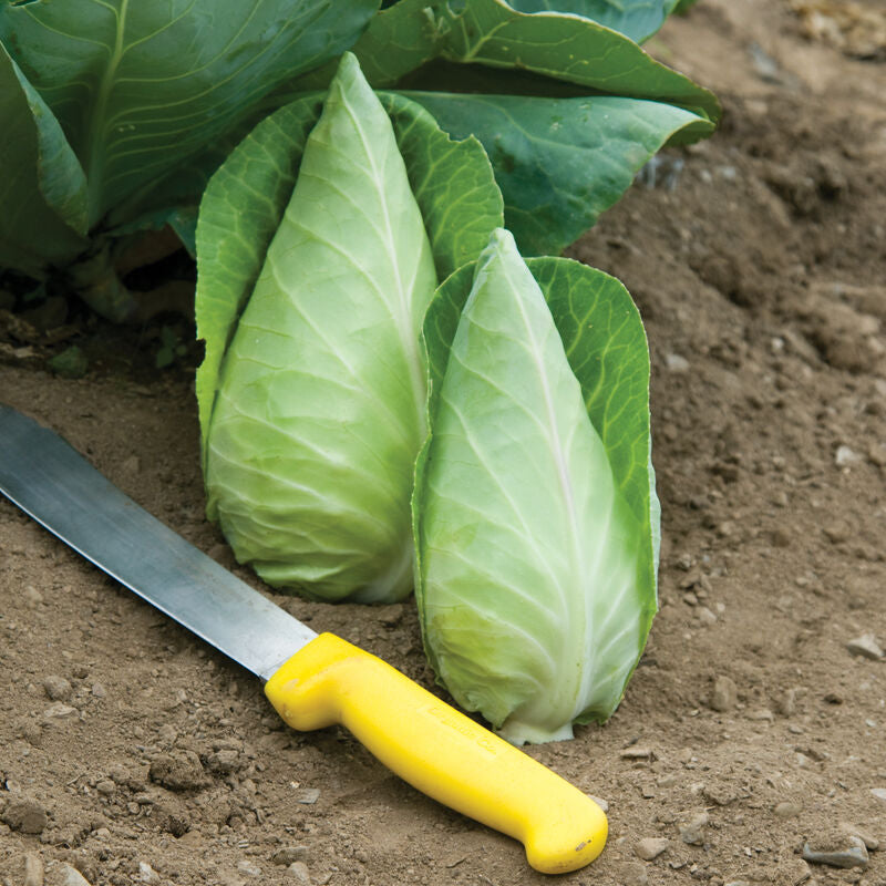 Caraflex
(F1) Cabbage Seed