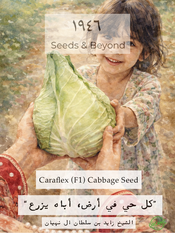Caraflex
(F1) Cabbage Seed