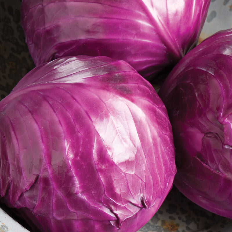 Ruby Perfection
(F1) Cabbage Seed
