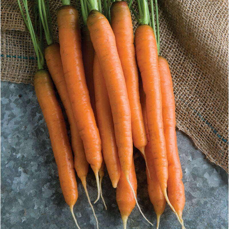 Mokum
(F1) Carrot Seed