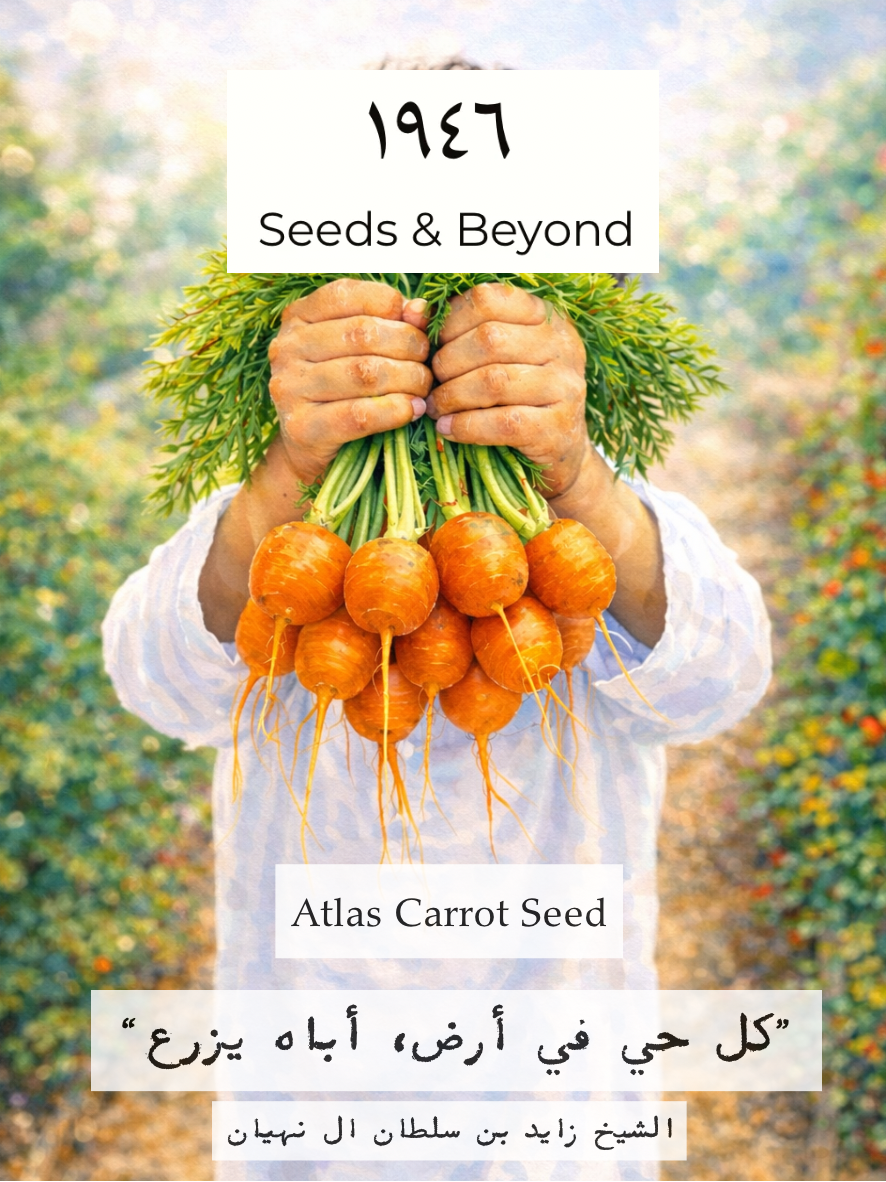 Atlas
Carrot Seed