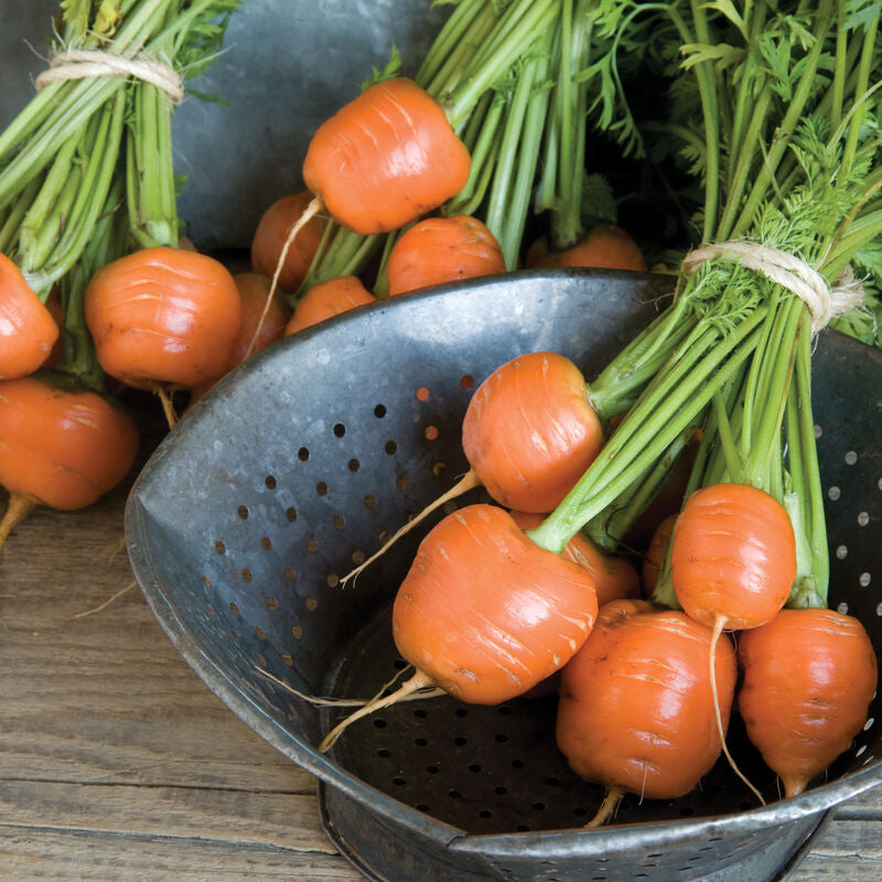 Atlas
Carrot Seed
