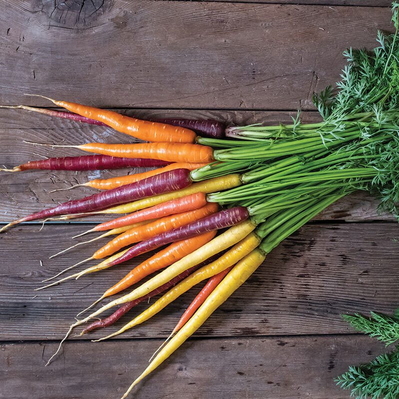 Glow Stix Moonrise Mix
Carrot Seed