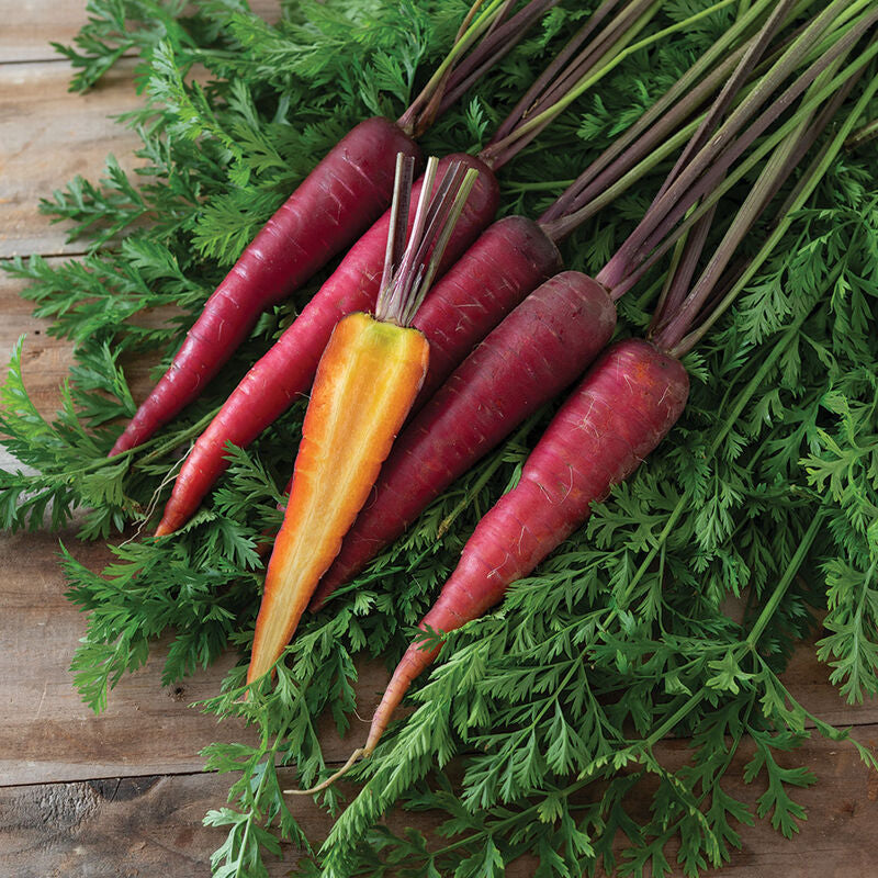 Dragon
Pelleted Carrot Seed
