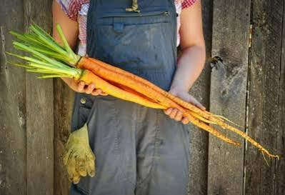 Manpukuji Carrot Seed