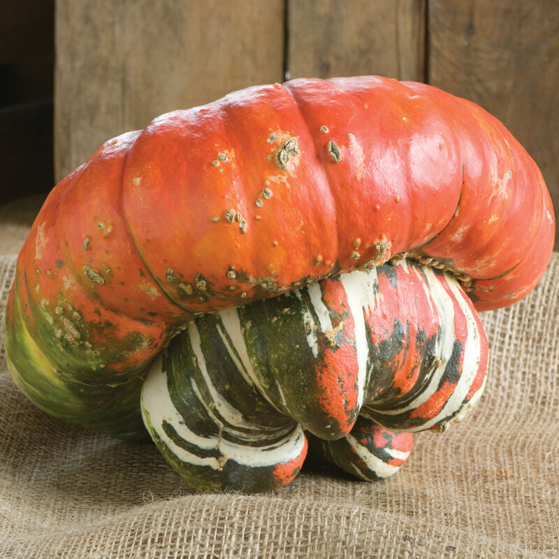 Turk's Turban
Pumpkin Seed