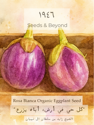 Rosa Bianca
Organic Eggplant Seed