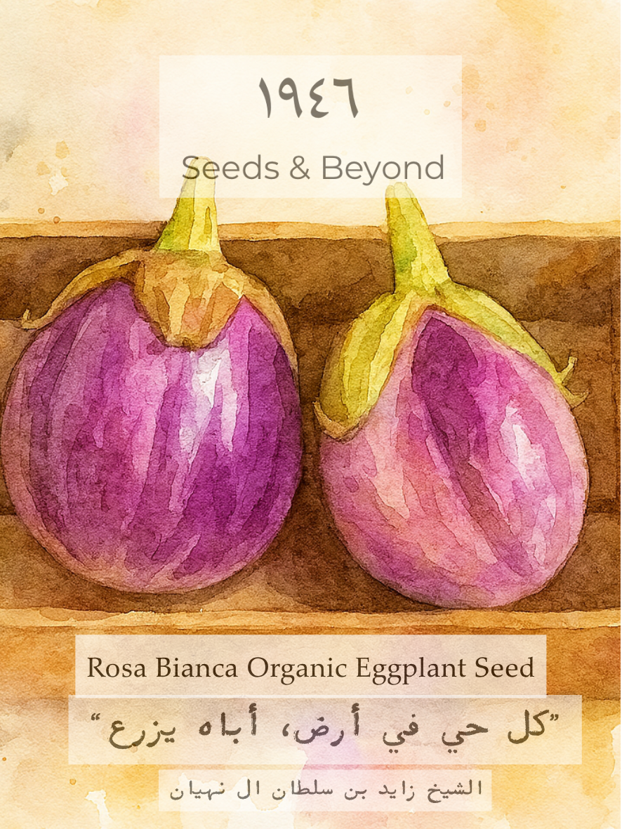 Rosa Bianca
Organic Eggplant Seed
