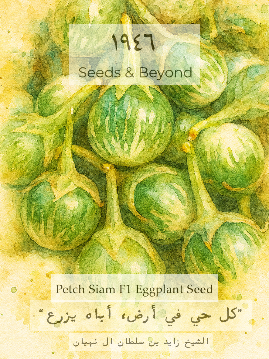 Petch Siam
(F1) Eggplant Seed