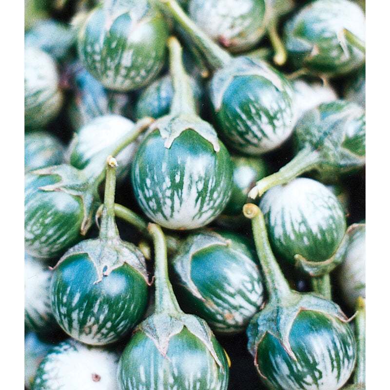 Petch Siam
(F1) Eggplant Seed