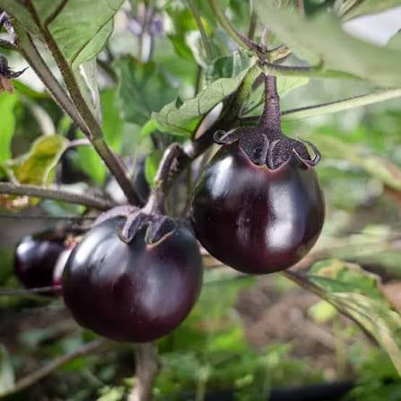 Kamo Eggplant