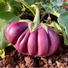 Thai Purple Ribbed Eggplant