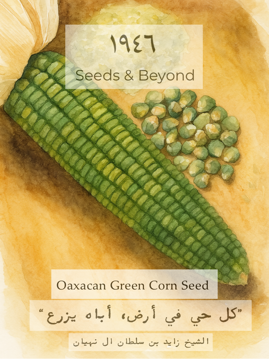 Oaxacan Green
Corn Seed