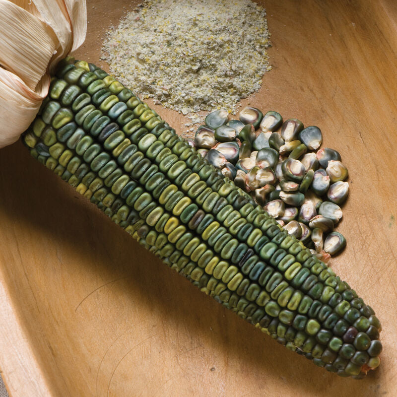 Oaxacan Green
Corn Seed