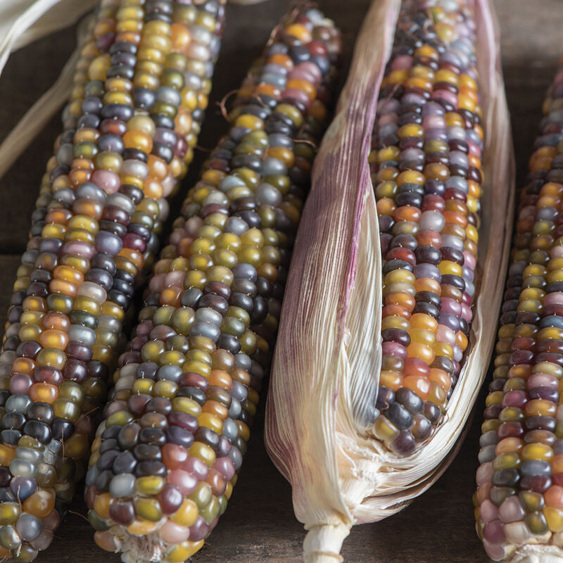 Glass Gem
Corn Seed