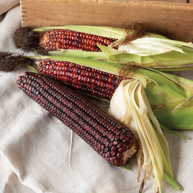 Bloody Butcher
Corn Seed