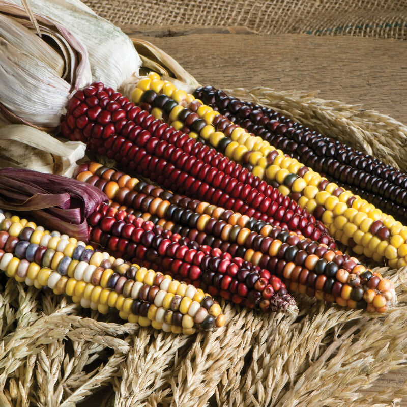 Painted Mountain
Organic Corn Seed