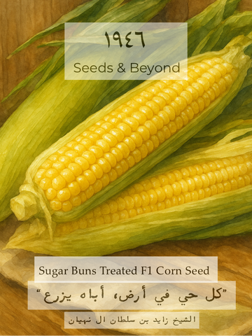Sugar Buns
(F1) Corn Seed