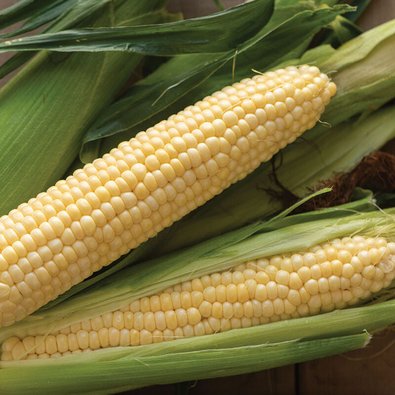 Sugar Buns
(F1) Corn Seed