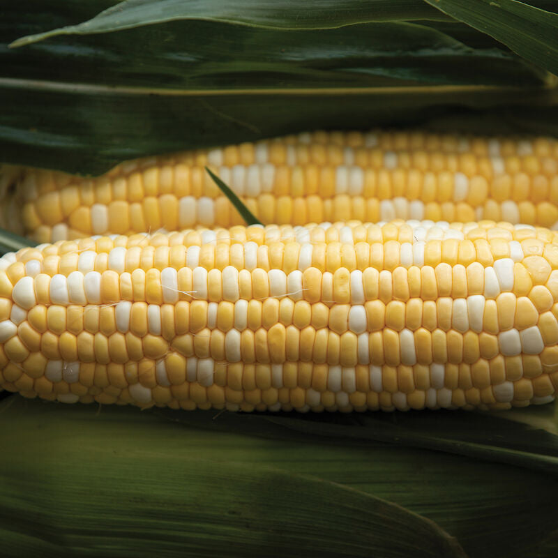 Signature XR
(F1) Corn Seed