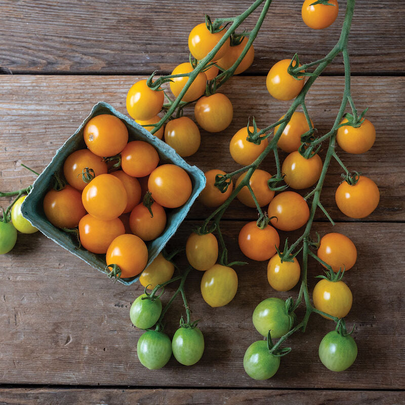 TY Yellow Mimi
(F1) Tomato Seed