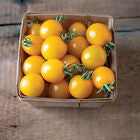 TY Yellow Mimi
(F1) Tomato Seed