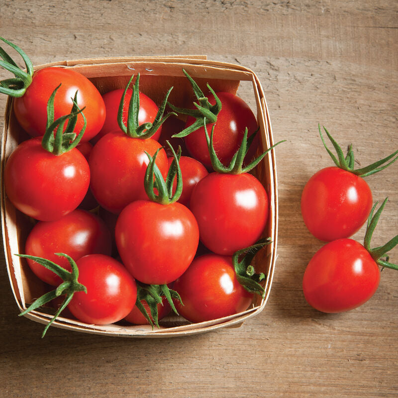 Cherry Bomb
Organic (F1) Tomato Seed
