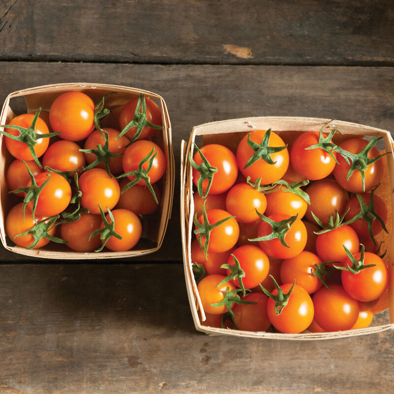 Sun Gold
(F1) Tomato Seed