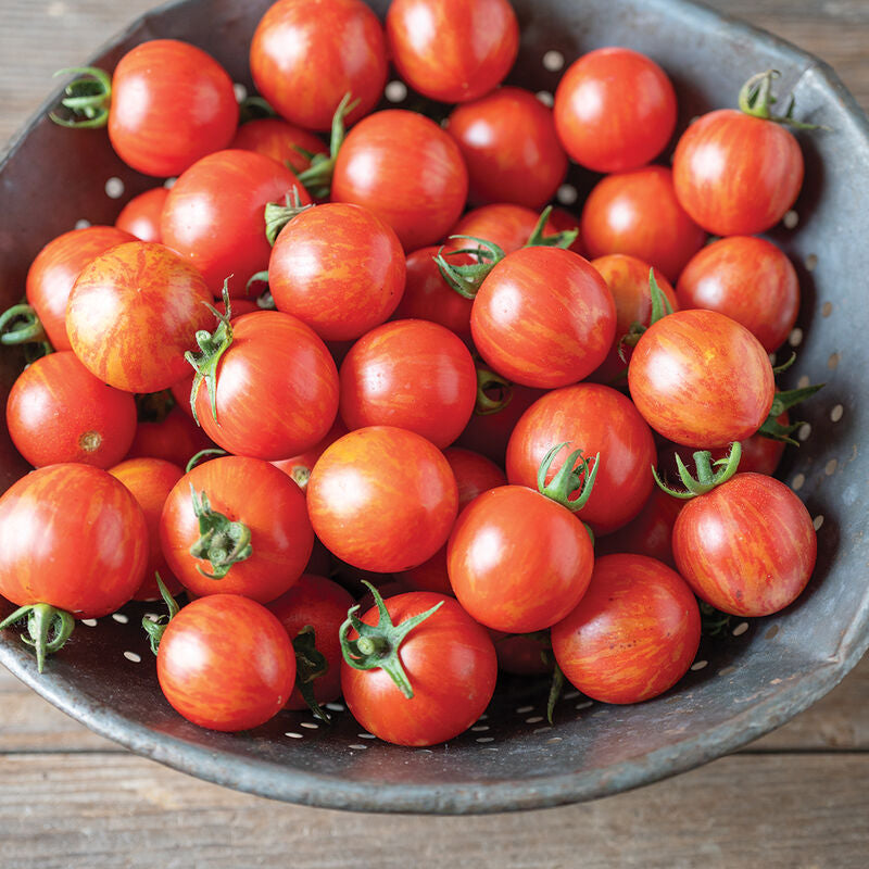 Honey Bee
Organic (F1) Tomato Seed