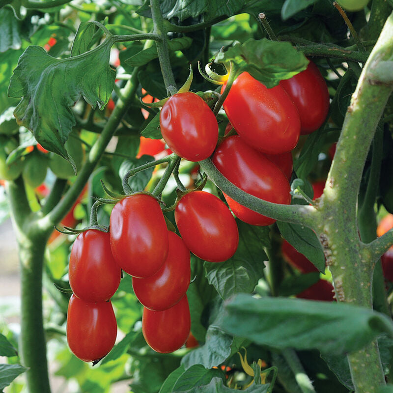 Red Pearl
Organic Tomato Seed
