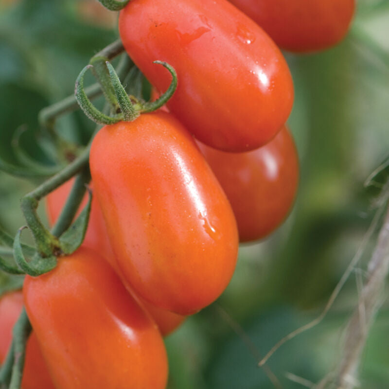 Five Star Grape
Organic (F1) Tomato Seed