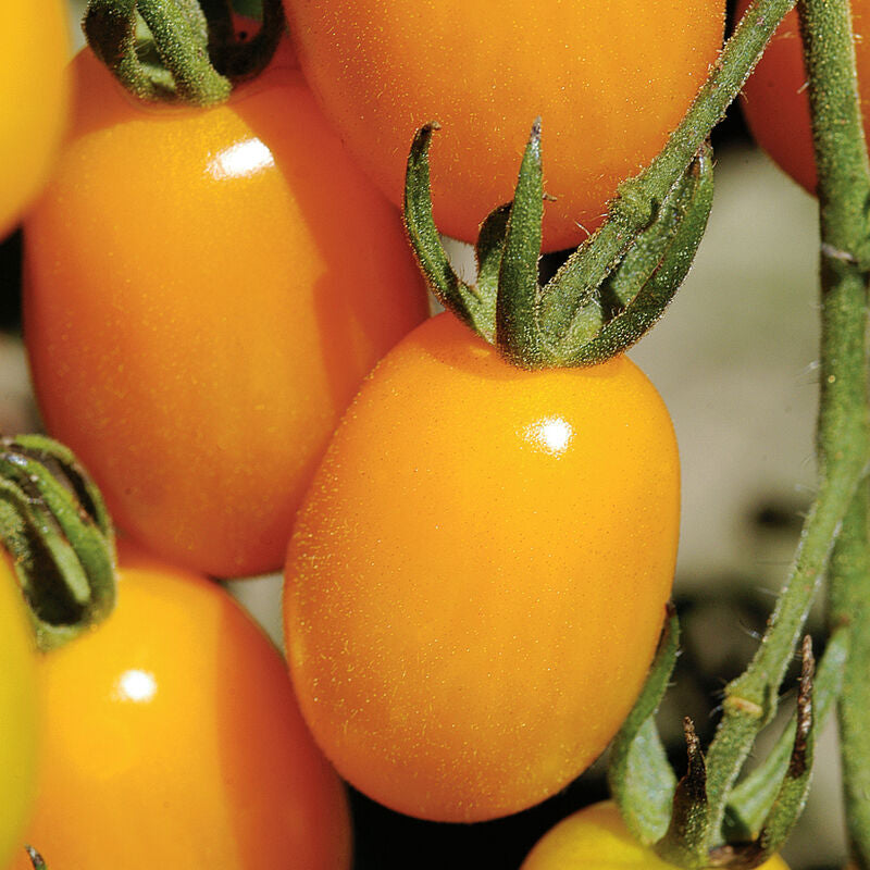 Golden Sweet
(F1) Tomato Seed