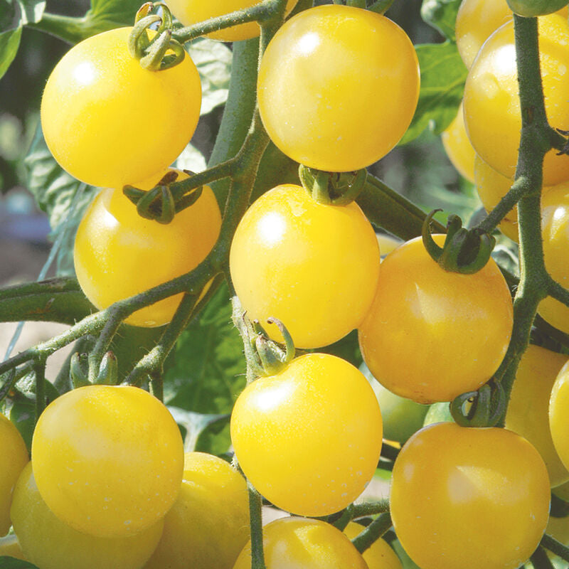 White Cherry
Organic Tomato Seed