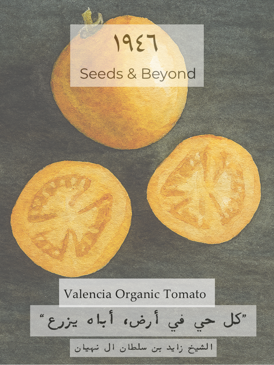 Valencia
Organic Tomato Seed