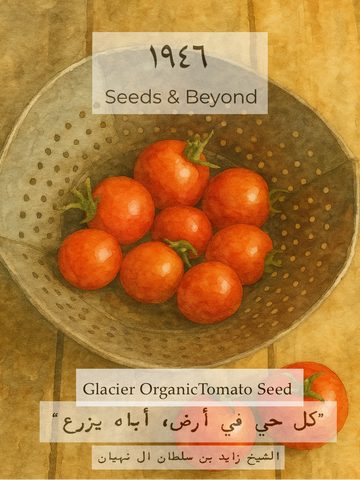 Glacier
Organic Tomato Seed