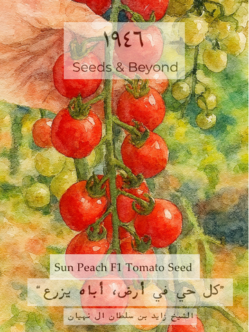 Sunpeach
(F1) Tomato Seed